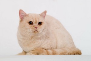 Затушеванный камео окрас британских кошек. Фото окрас камео британских кошек, котов, котят. Затушеванный камео окрас: стандарт окраса. 